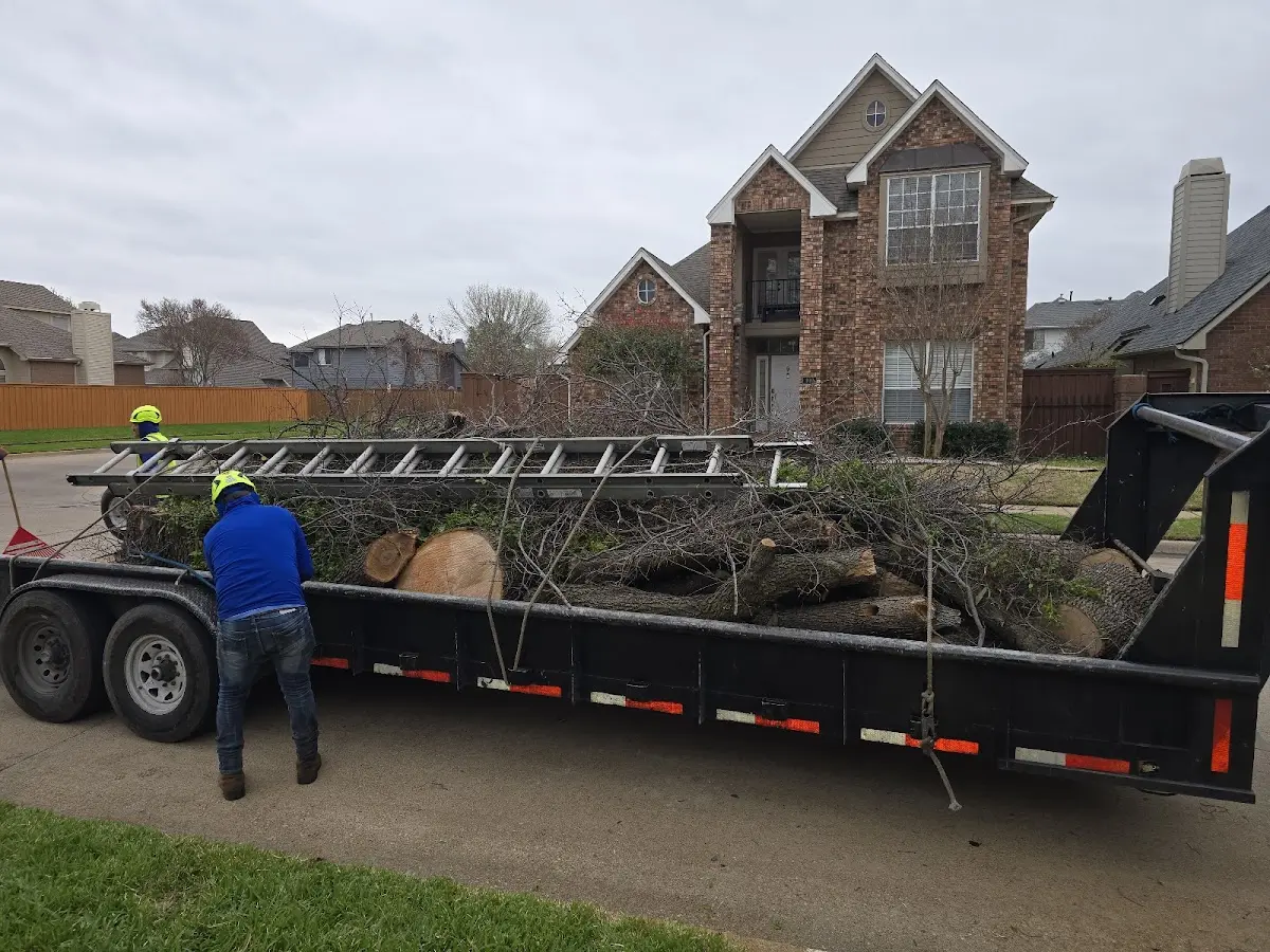 Expert Tree Pest Control with proper safety equipment in Wynne